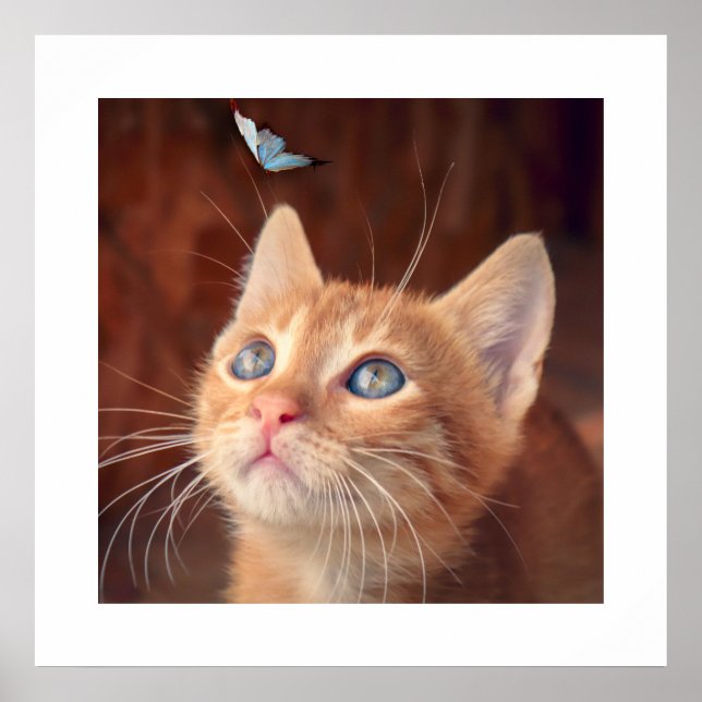 Kitten Poster (Front)