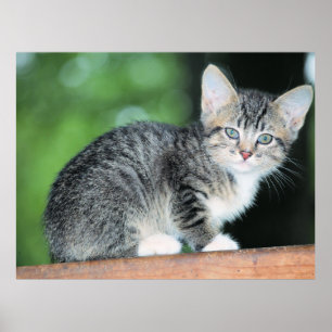 Kitten Poster