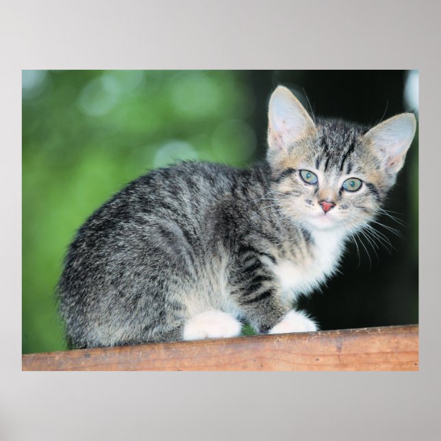 Kitten Poster (Front)