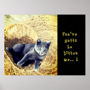 Kitten  poster