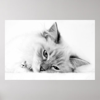 kitten poster