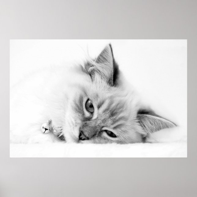 kitten poster (Front)