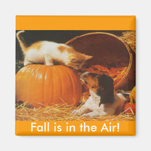 Kitten, Pumpkin and Puppy Magnet