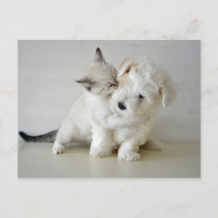 Kitten Puppy  Postcard