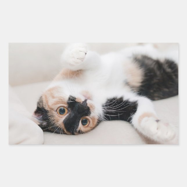 Kitten Rectangular Sticker (Front)