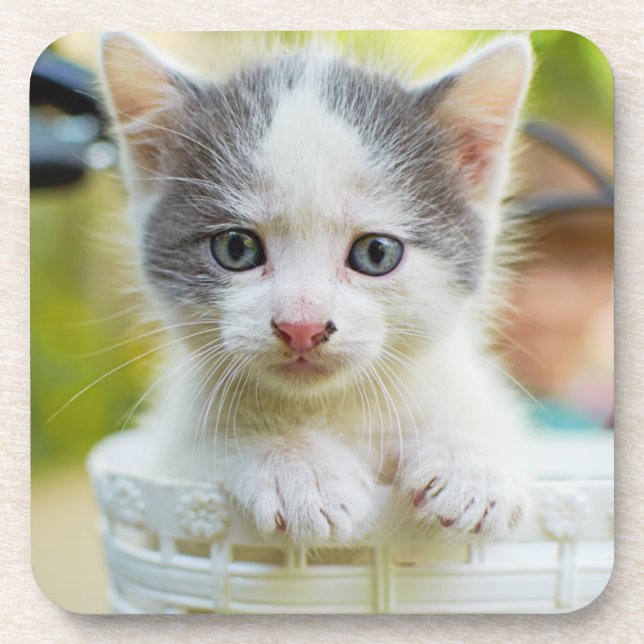 Kitten Rides A Bike Coaster (Front)