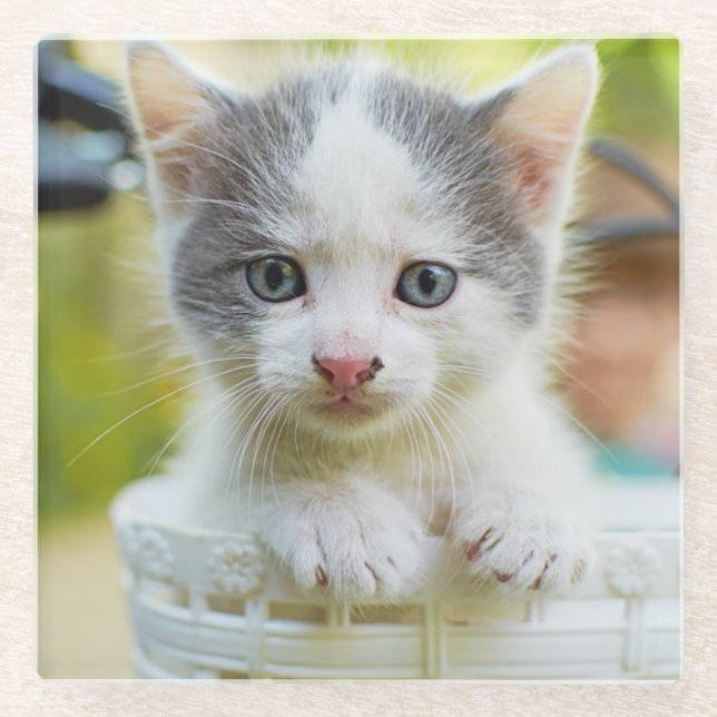 Kitten Rides A Bike Glass Coaster (Front)