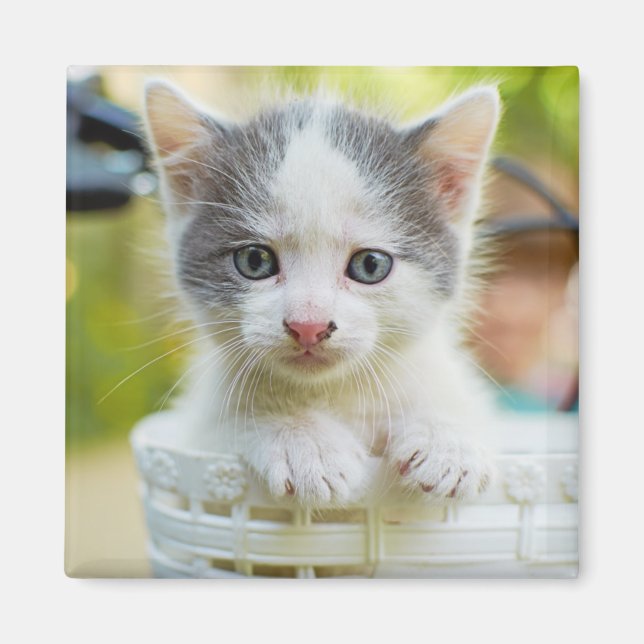 Kitten Rides A Bike Magnet (Front)