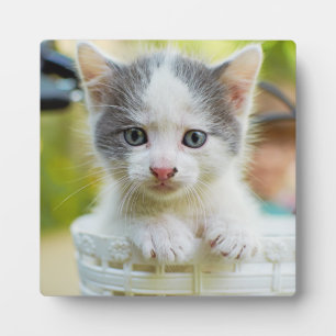 Kitten Rides A Bike Plaque