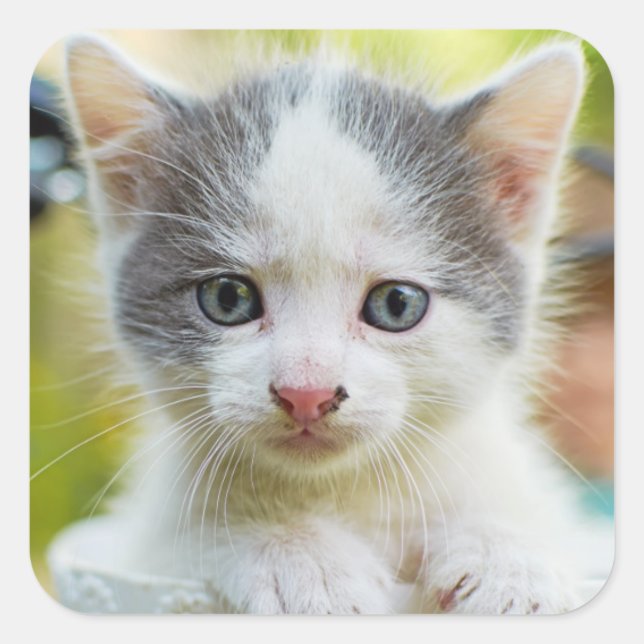 Kitten Rides A Bike Square Sticker (Front)