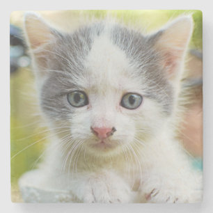 Kitten Rides A Bike Stone Coaster