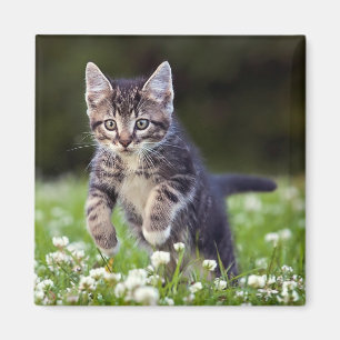 Kitten Running Through Clover Magnet