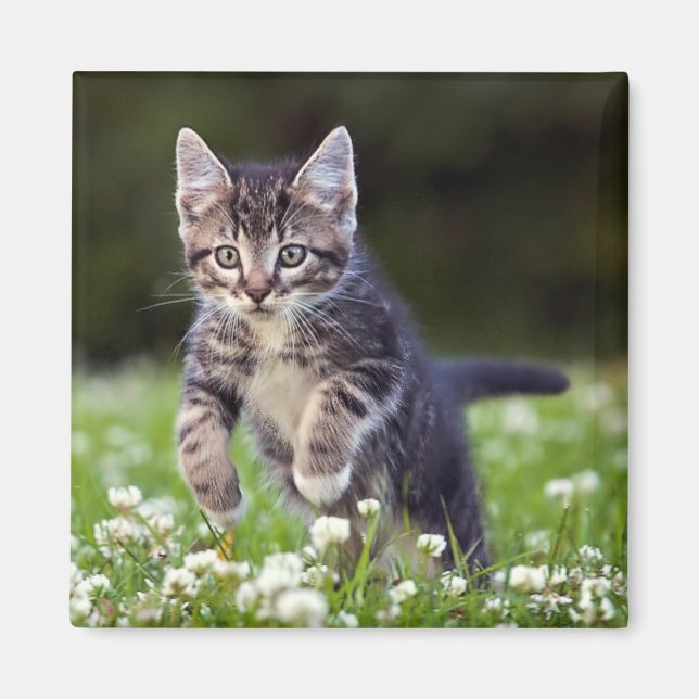 Kitten Running Through Clover Magnet (Front)