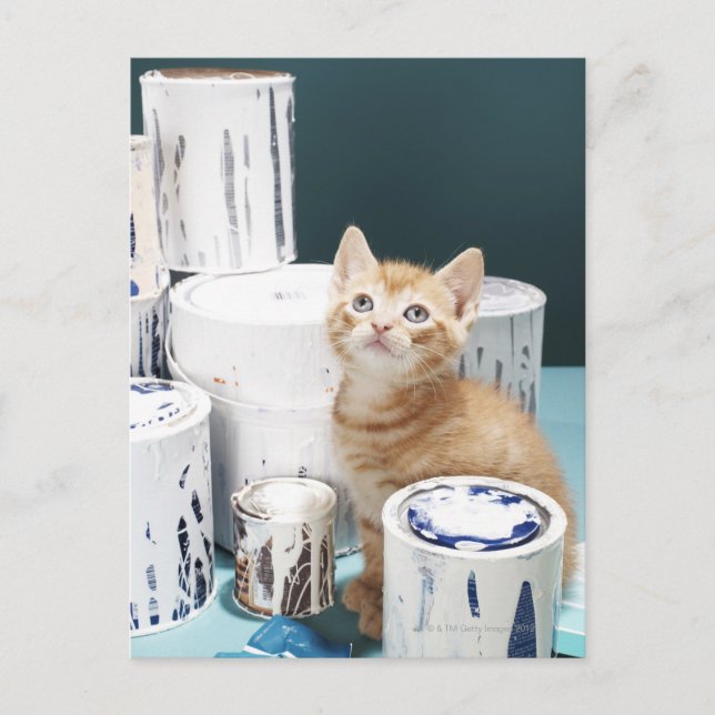Kitten sitting amongst paint tins postcard (Front)