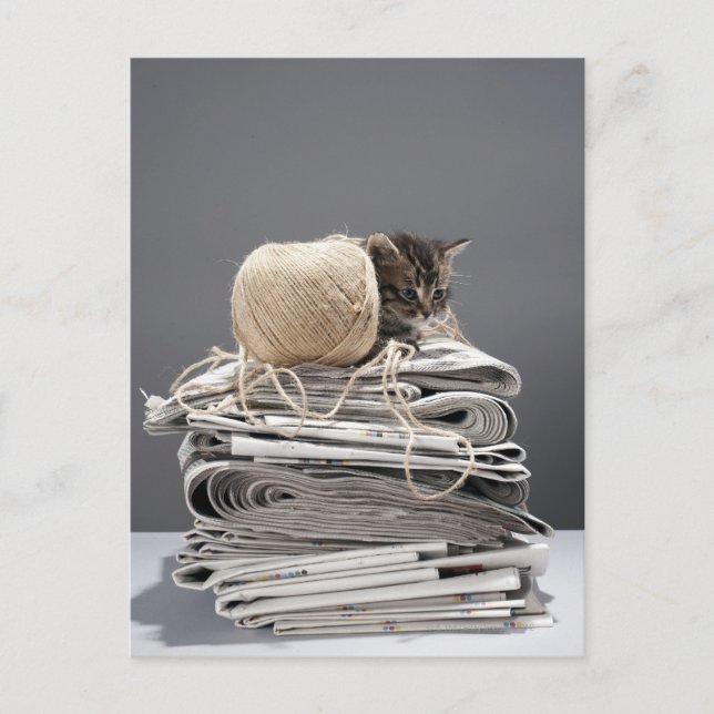 Kitten sitting on pile of newspapers postcard (Front)