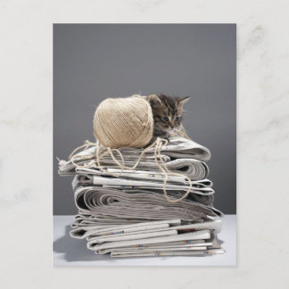 Kitten sitting on pile of newspapers postcard