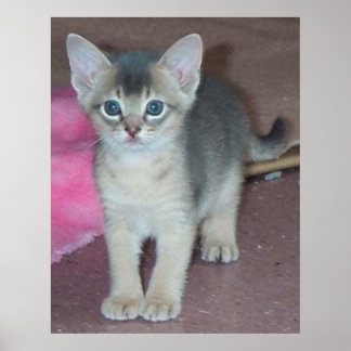 Kitten Six Weeks Poster
