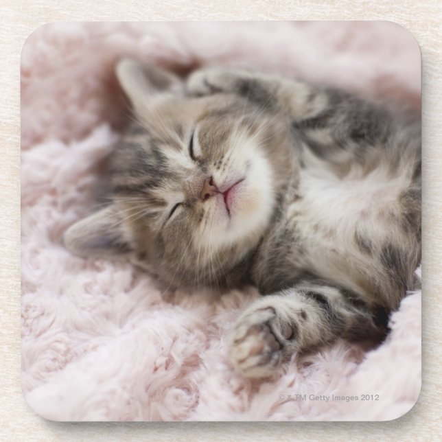 Kitten Sleeping Coaster (Front)