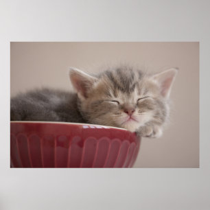Kitten Sleeping In A Bowl Poster