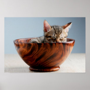 Kitten Sleeping in a Bowl Poster
