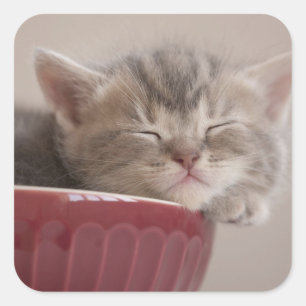 Kitten Sleeping In A Bowl Square Sticker
