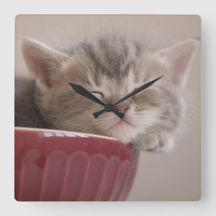 Kitten Sleeping In A Bowl Square Wall Clock
