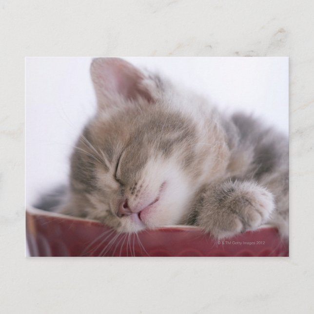 Kitten Sleeping in Bowl 2 Postcard (Front)