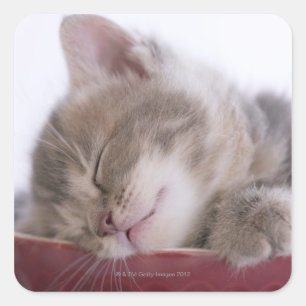 Kitten Sleeping in Bowl 2 Square Sticker