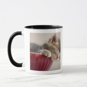 Kitten Sleeping in Bowl Mug