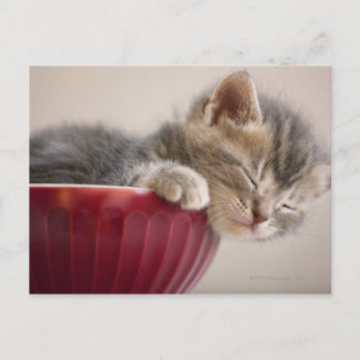 Kitten Sleeping in Bowl Postcard