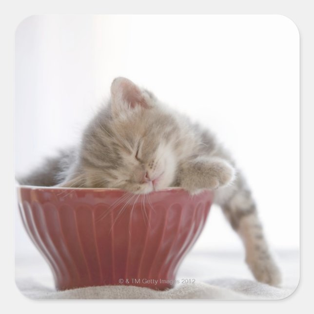 Kitten Sleeping in Bowl Square Sticker (Front)
