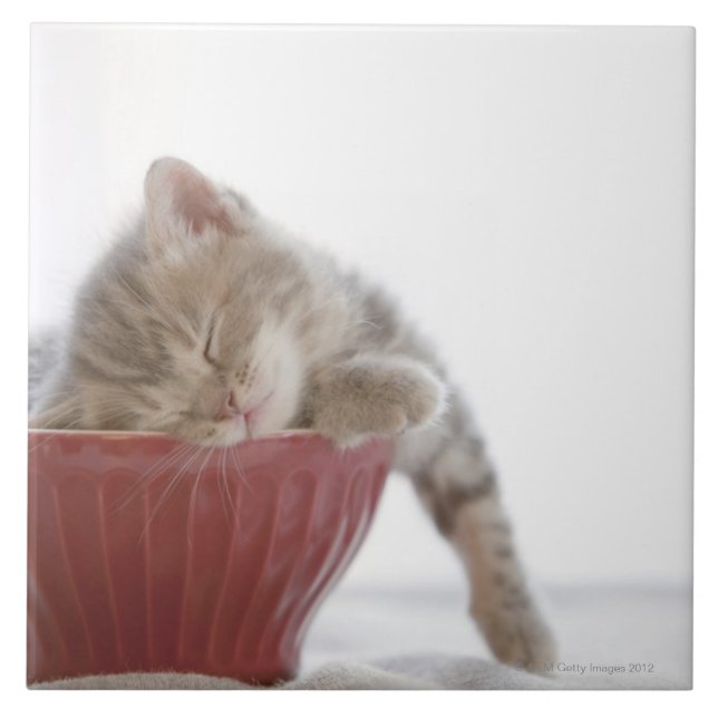 Kitten Sleeping in Bowl Tile (Front)