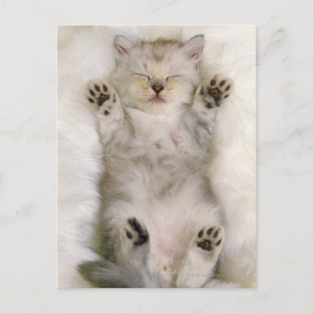 Kitten Sleeping on a White Fluffy Carpet, High Postcard (Front)