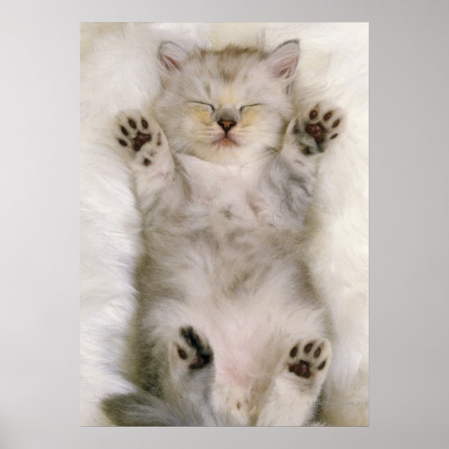 Kitten Sleeping on a White Fluffy Carpet, High Poster (Front)