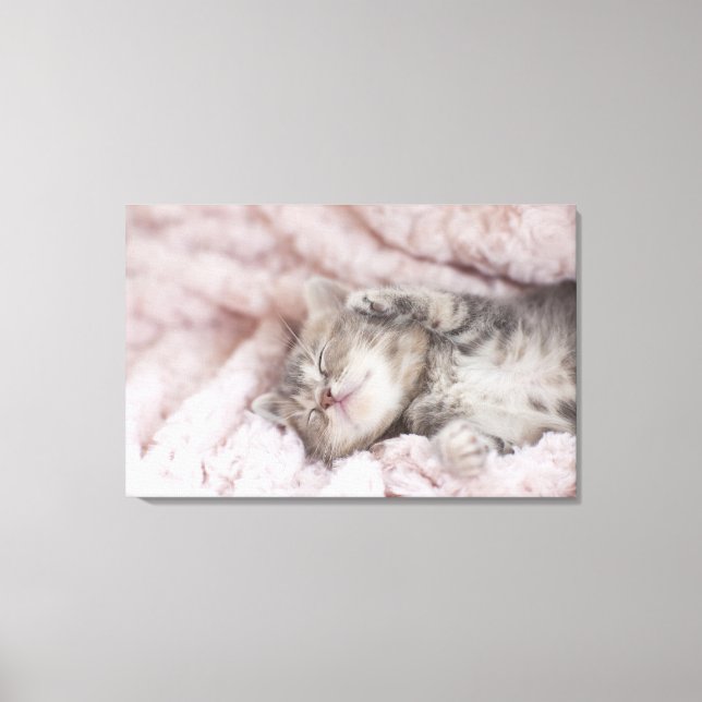 Kitten Sleeping on Towel Canvas Print (Front)