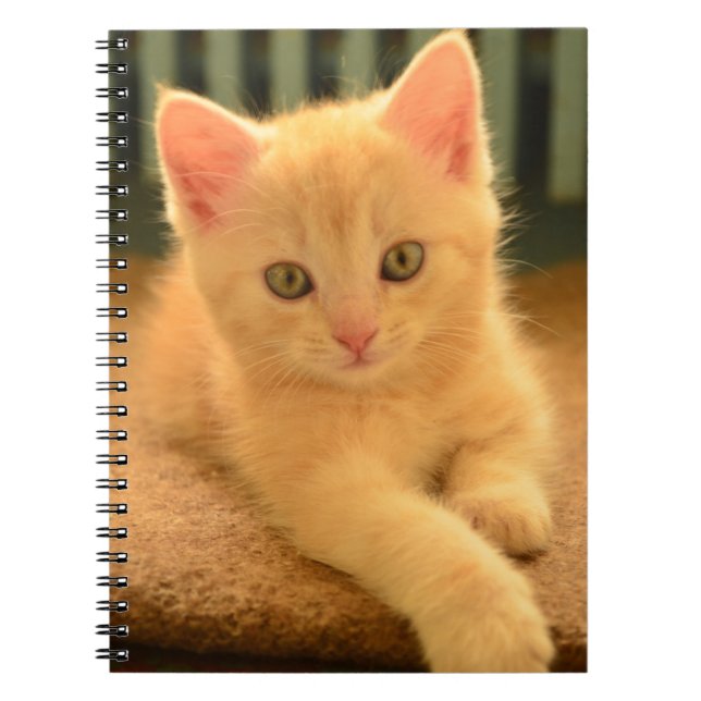 Kitten Spiral Notebook (Front)