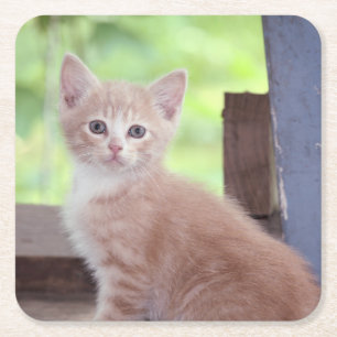 Kitten  square paper coaster