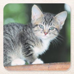 Kitten Square Paper Coaster