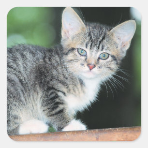 Kitten Square Sticker