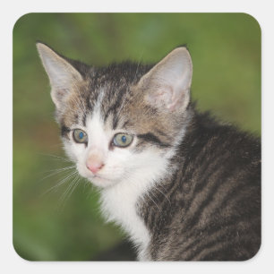 Kitten Square Sticker
