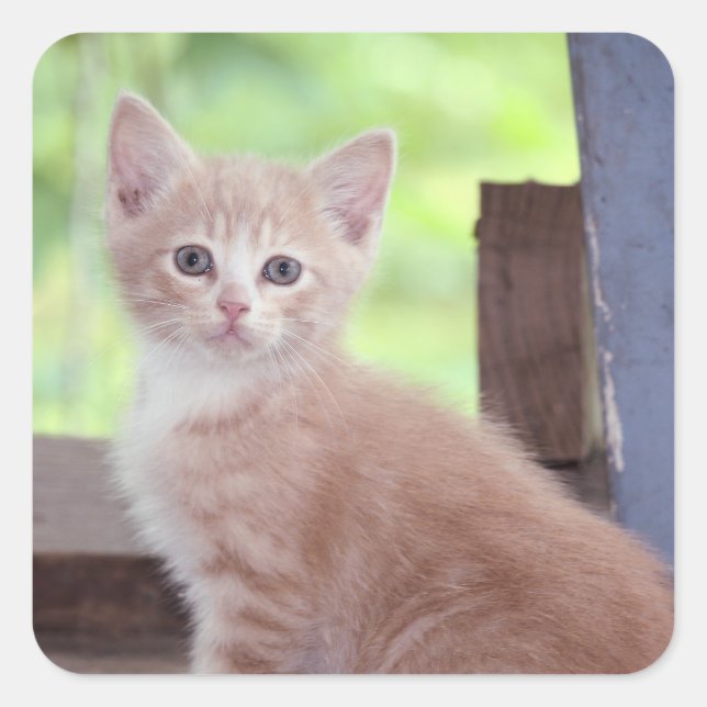 Kitten  square sticker (Front)