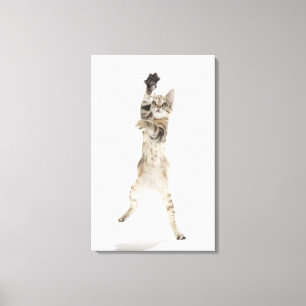 Kitten standing on back paws canvas print