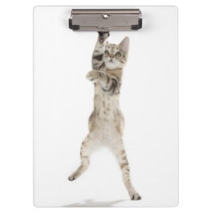 Kitten standing on back paws clipboard