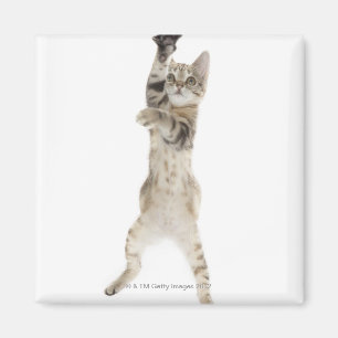 Kitten standing on back paws magnet