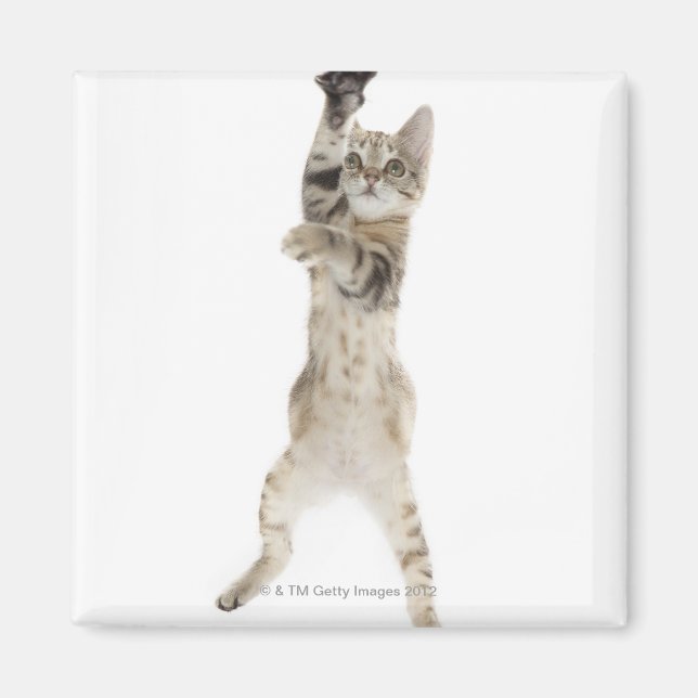 Kitten standing on back paws magnet (Front)