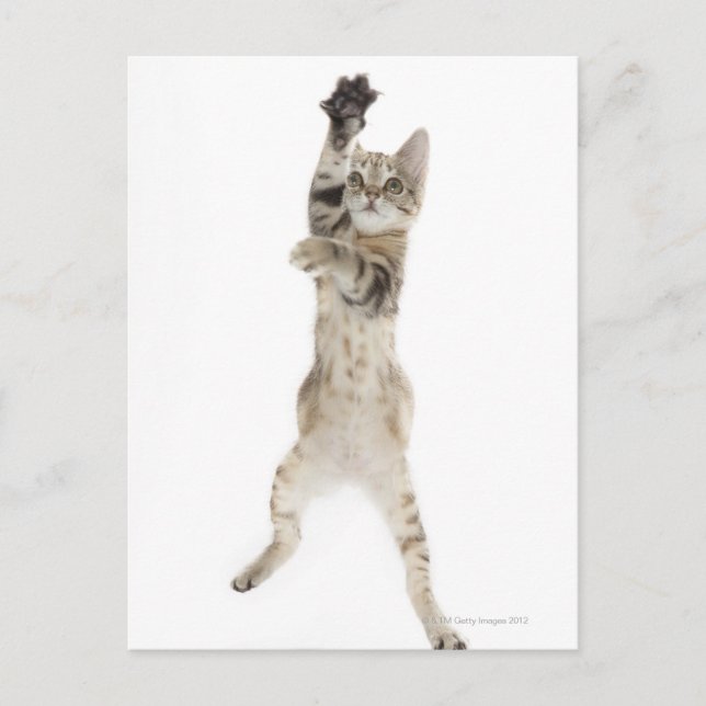 Kitten standing on back paws postcard (Front)