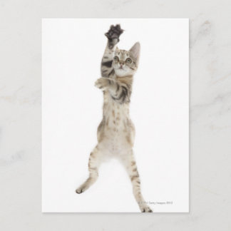 Kitten standing on back paws postcard