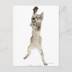Kitten standing on back paws postcard
