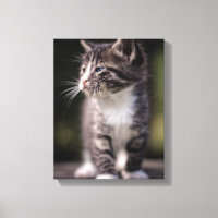 Kitten Standing Tall