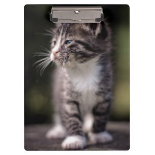 Kitten Standing Tall Clipboard